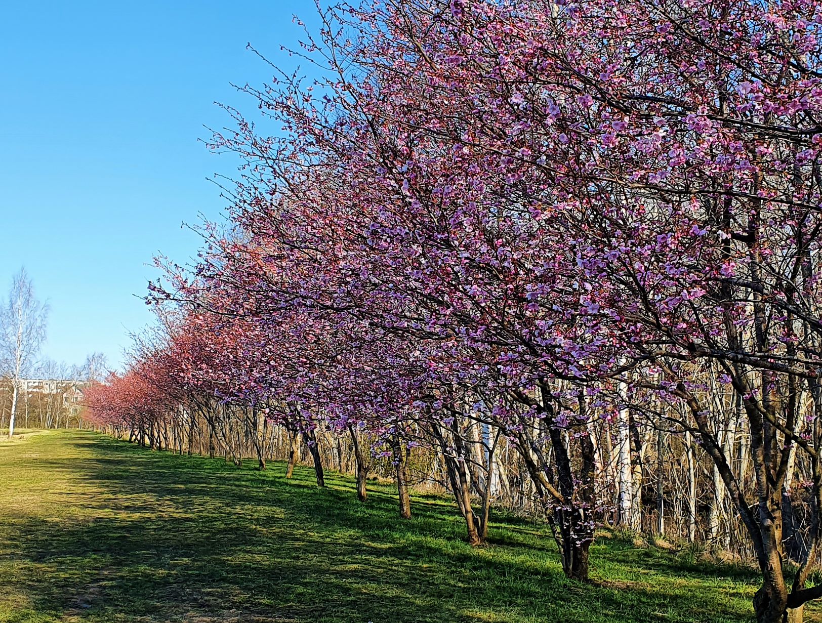 Kirsiallee Türi tehisjärve ääres